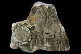 Polished Fossil Goniatite Cluster - Germany #125437-1